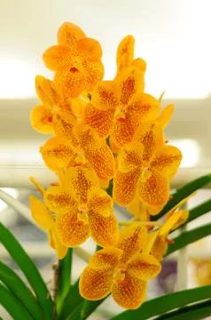 Yellow Vanda Orchids Stock Photos