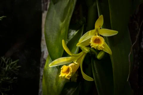 Yellow vanilla planifolia orchid flower Stock Photos