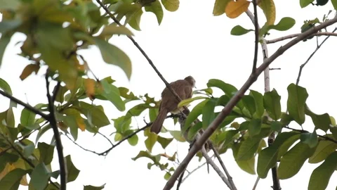 Yellow-vented bul bul Stock Footage 127293100