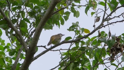Yellow Vented Bulbul Bird Joins Mate on Tree Stock Footage 82492470