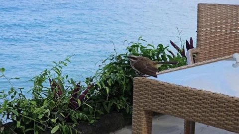 Yellow-Vented Bulbul Bird Perched on Terrace Furniture by the Ocean in Bali Stock Footage 340399191
