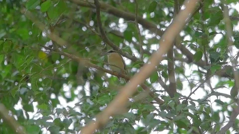Yellow Vented Bulbul Bird Scratching Slow Motion 96 Fps Stock Footage 82499855