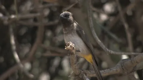 Yellow-vented Bulbul Stock Footage 11136571