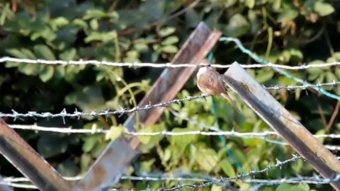 Yellow-vented Bulbul Stock Footage 123036584