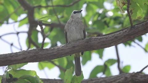 Yellow-vented Bulbul Stock Footage 236014742