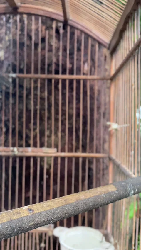 Yellow vented-bulbul Stock Footage 328275903