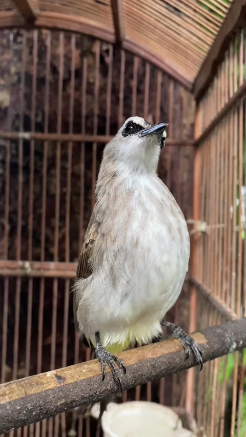 Yellow vented-bulbul Stock Footage 328275920