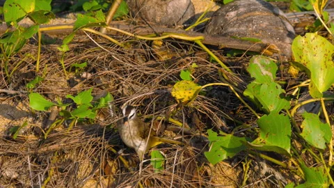 Yellow-vented bulbul in the grass Stock Footage 304903664