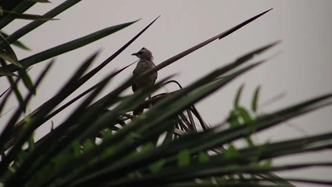 Yellow-vented Bulbul In A Palm Tree 스톡 동영상 242889098