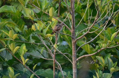 Yellow-vented Bulbul Perched on Jackfruit Tree Branch. Stock-Fotos