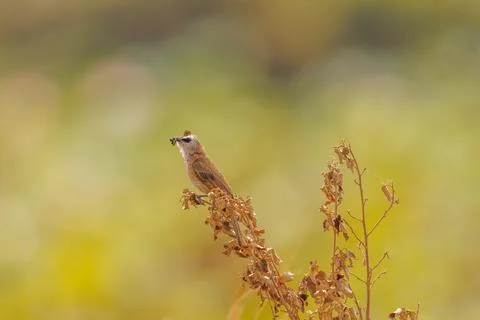 Yellow Vented Bulbul perched on a plan Stock Photos