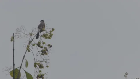 The yellow-vented bulbul perched on the top of a flowering teak branch Stock Footage 234810612