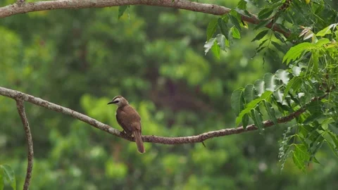 Yellow-vented Bulbul (Pycnonotus goiavier) Perched on Branch in Tropical Garden Видео 334100053