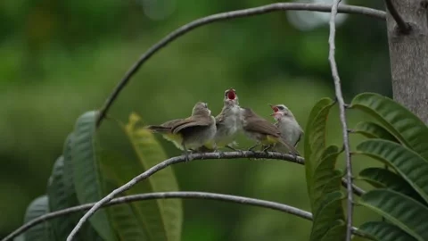 Yellow Vented Bulbuls Stock Footage 198467950