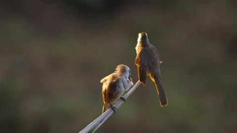 Yellow-vented bulbuls preening and grooming on branch at sunset Stockbeeldmateriaal 340522550