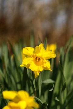 Yellow vibrant daffodil in bloom. Spring and Easter concept. Stock Photos