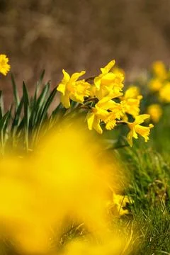 Yellow vibrant daffodil in bloom. Spring and Easter concept. Stock Photos