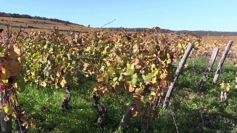 Yellow vines in autumn Stock Footage 83873257