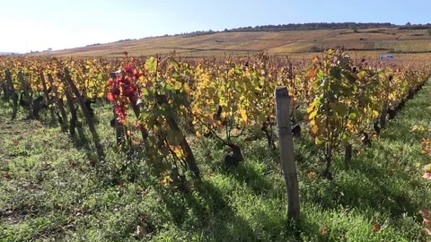 Yellow vines in autumn Stock Footage 83873267
