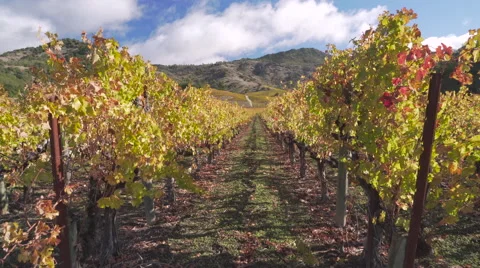Yellow vines blowing in the wind Video stock 57154373