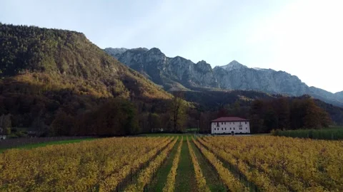 Yellow vineyard Video stock 245813782