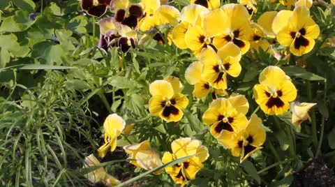 Yellow viola 6526 Stock Footage 26015353