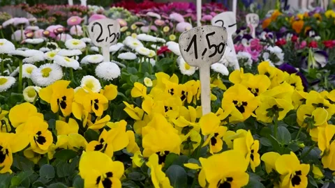 Yellow viola and other spring flowers with price tags at garden's market display Stockbeeldmateriaal 305510766