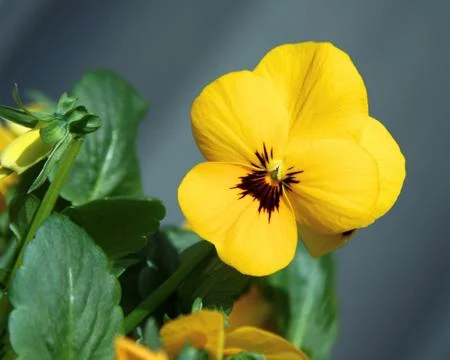 Yellow viola Stock Photos