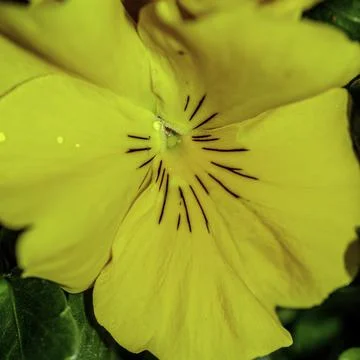 A yellow Viola 库存照片