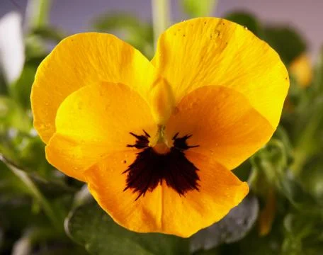 Yellow violet Stock Photos