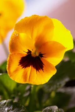 Yellow violet Stock Photos