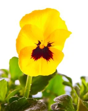 Yellow violet Stock Photos
