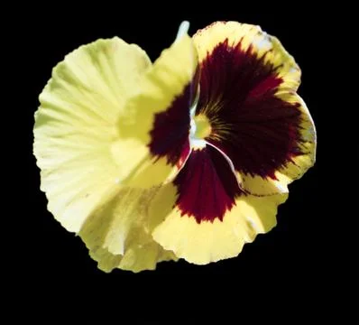 Yellow violet Foto stock