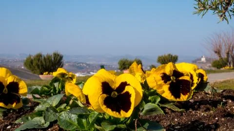 Yellow Violet Stock Photos