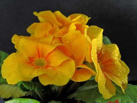 Yellow violet Stock Photos