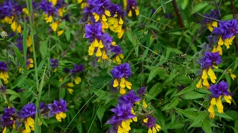Yellow-violet wildflowers, background Stock Footage 116887128