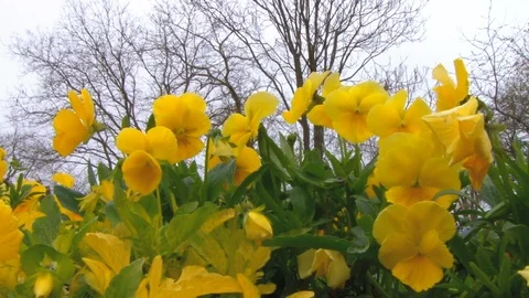 Yellow violets om the wind Video stock 93642853