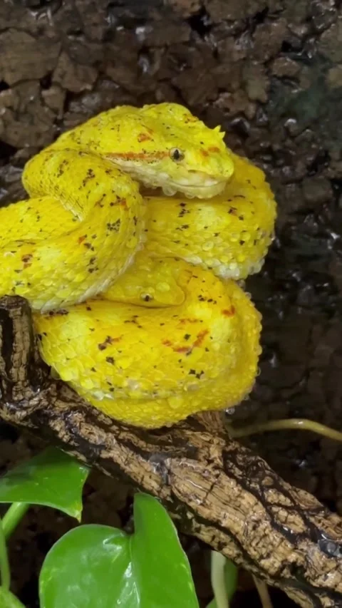 Yellow Vit Viver Snake Stock Footage 329854767