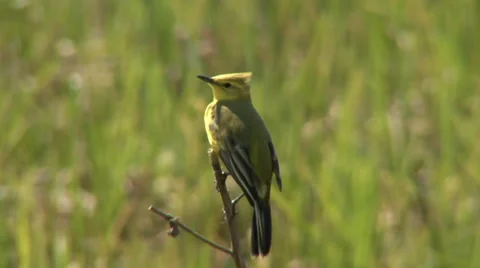 Yellow wagtail 1 Stock Footage 27426846