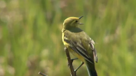 Yellow wagtail 2 Stock Footage 27426717