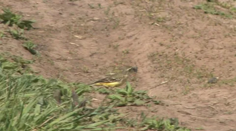 Yellow wagtail 3 Stock Footage 27426771