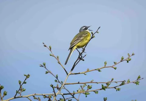 Yellow wagtail bird singing on spring branch against blue sky Stock-Fotos