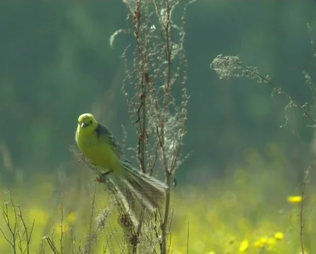 Yellow wagtail Stock Footage 671772