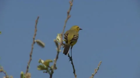 Yellow wagtail Stock Footage 18190304