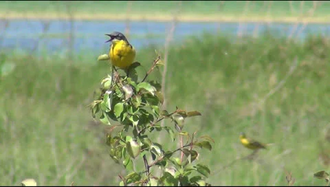 Yellow wagtail Stock Footage 23308573