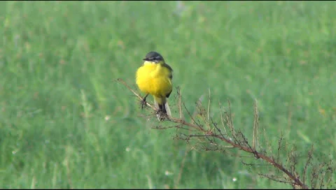Yellow wagtail, Stockbeeldmateriaal 23467568