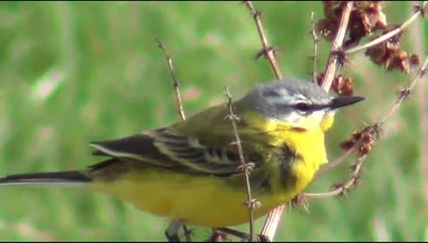 Yellow wagtail Stock Footage 23651224