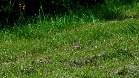 Yellow wagtail. Stock Footage 320711511