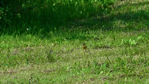 Yellow wagtail. Stock Footage 320711615