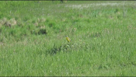 Yellow wagtail in the grass 스톡 동영상 37924110
